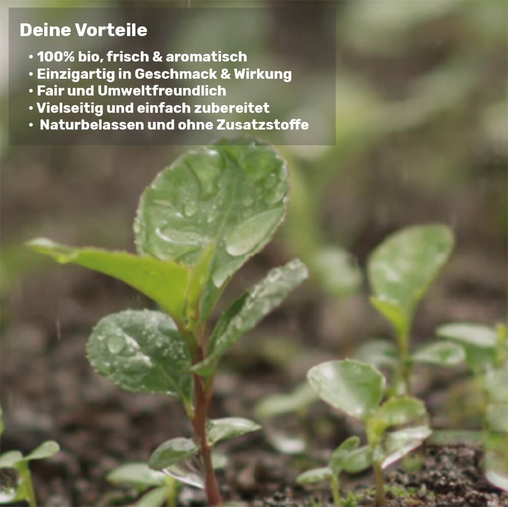 Bio Matepulver grün.