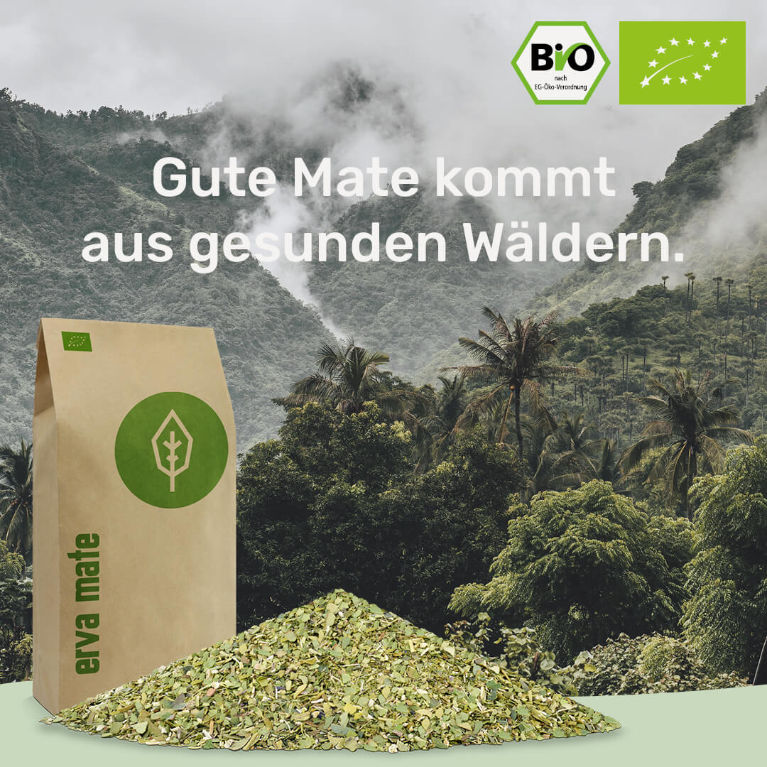 gesunde Mate kommt aus gesunden Waeldern caamate erva mate tee bio